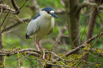 Wall Mural - black-crowned heron