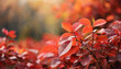 Close-up of vibrant red-orange leaves. Autumn season. Natural backdrop.