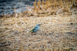 Green Woodpecker. blue bird on the ground. Green Woodpecker in a reed marsh