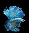 amazing fine art with  bright blue-azure color Betta fish with long tail and fins against black background. close up. Digital artwork.  Ai generated