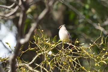 Poster - japanese waxwing in a forest