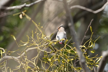 Poster - japanese waxwing in a forest