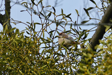 Poster - japanese waxwing in a forest