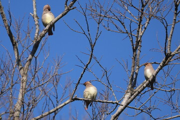 Poster - japanese waxwing in a forest