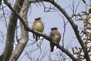 Poster - japanese waxwing in a forest