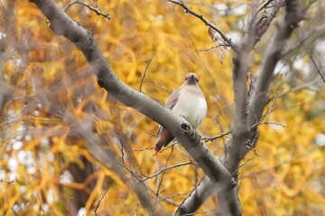 Poster - japanese waxwing in a forest