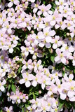 Fototapeta Las - Clematis with pink flowers in the garden in spring, hedge plant, climbing plant	