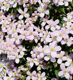 Fototapeta Las - Clematis with pink flowers in the garden in spring, hedge plant, climbing plant	