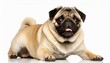 young Pug Dog - Canis familiaris lupus - cute adorable tan and black color isolated on white background laying down looking at camera panting with tongue out