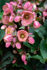 Wall Mural - Pink hellebore flowers in the spring garden	