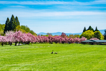 Wall Mural - Grassy field and meadow in Blue Lake Park in Portland OR spring time with cherry blossom trees
