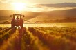 A tractor sprays pesticides on a crop field during a golden sunset