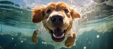 A Canidae Organism, The Dog, A Carnivore And A Companion Dog, Of The Sporting Group, Is Swimming Underwater In The Ocean, Showcasing Its Snout In The Natural Landscape