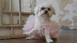 A maltese in a ballerina costume on its hind legs