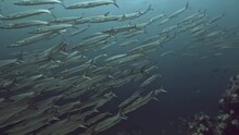 Mesmerizing Video Of Huge Baracuda Fish Swarm Swimming Gracefully Near Coral Reef In Ocean Thailand