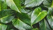 tropical green leaves background