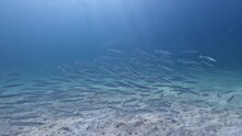 Baracuda Fish Swarm Swimming In Liquid Under The Electric Blue Sky