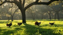In The Early Morning, A Group Of Big Tom Turkeys Can Be Seen In A Lush Green Field With Oak Trees In