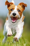 Fototapeta Zwierzęta - Happy beagle dog joyfully running in lush green grass field, playful pet enjoying outdoor playtime