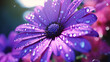 violet daisy flower under sparkling shower drops