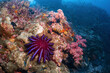 Big Crown of thorns star fish in soft coral reef photography in deep sea in scuba dive explore travel activity underwater with blue background landscape in Andaman Sea, Thailand