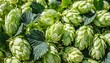 green ripe hop cones for brewery and bakery as background top view fresh green hops