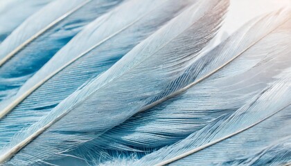 Wall Mural - airy soft fluffy wing bird with white feathers close up of macro pastel blue shades on white background abstract gentle natural background with bird feathers macro with soft focus