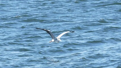 Canvas Print - grey heron in flight