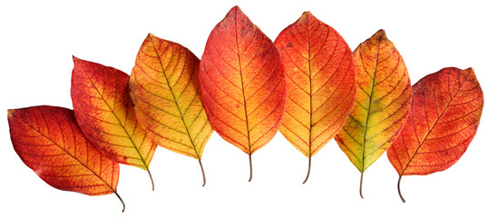 Wall Mural - seven isolated autumn fallen leaves in a row, cut from the background. yellow-orange leaves. herbari