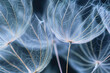 Delicate details of dandelion seeds up close, highlighting their structure and fragility.