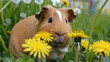 puppy with dandelions
