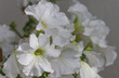 White petunia blooms