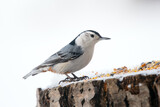 Fototapeta Maki - White-breasted nuthatch is standing on a stump with seeds in winter.