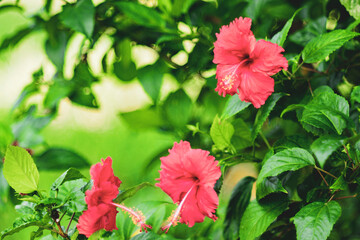 Wall Mural - Hibiscus rosa-sinensis has the scientific name Hibiscus syriacu. Hibiscus rosa-sinensis is a large, green-leaved shrub native to Southeast Asia that belongs to the mallow family.