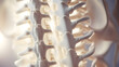 a close up of a spinal cord of human body Neuroscience Close Examination Spinal Cord Health white background