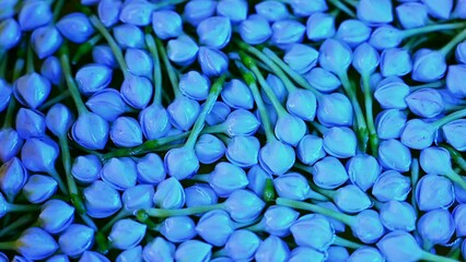 Canvas Print - Gardenia flowers in water. This type of flower, Thai people often bring to worship Buddha.