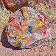 Closeup of crystallized wood in Petrified Forest AZ