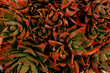 Green and red spikey succulent plant