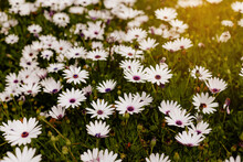 Field Of White African Daisies With Purple Centers And Golden Sunlight