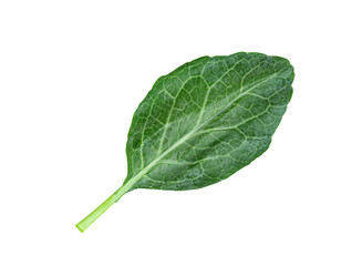 Sticker - Chinese kale isolated, Green leaves of collards pattern