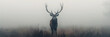 a deer standing in a foggy field with antlers on it's head and antlers on its back.