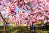 Fototapeta Natura - Japanese Cherry Blossom in close up view at the Munich Park during Spring time