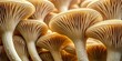 Abstract Nature Background Macro of Sajor Caju Mushrooms - Botanical Closeup