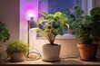 Popular Potted plants of the house window, in pots grown under a full-spectrum phytolamp for plants- philodendron, ficus, Monstera. 
