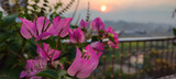 Fototapeta Na ścianę - Luscious pink Bougainvillea flower with bubble blur of sun in background (sunrise time)