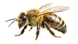 Fototapeta Zwierzęta - Bee isolated on transparent background. Apis mellifera. Honeybee.