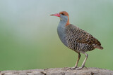 Fototapeta Zwierzęta - Rare bird of thailand, slaty-breasted rail proudly standing on dirt hill over fine green background