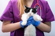 Niezadowolony kot u weterynarza w trakcie badań fizykalnych, lecznica zwierząt, klinika weterynaryjna 