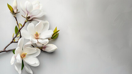 Canvas Print - white magnolia