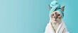 A grumpy looking cat wrapped in a turquoise towel, posing for a portrait in front of a blue background